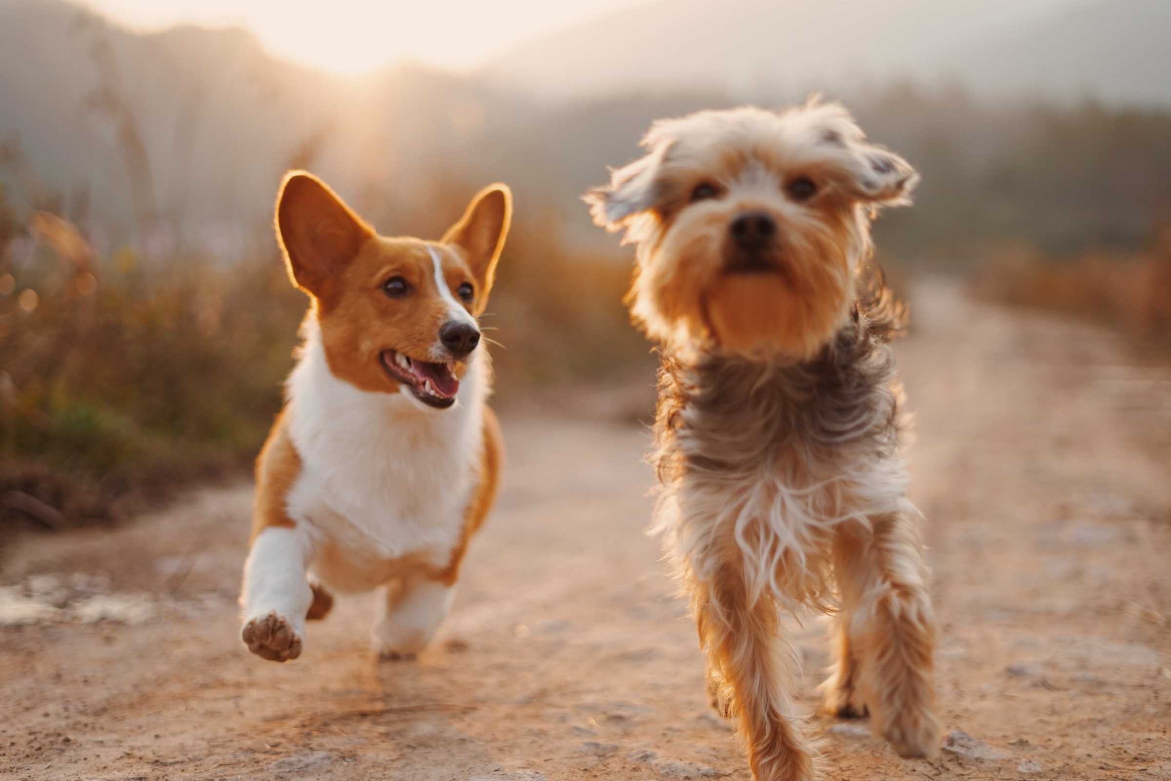 Frollicking Puppies