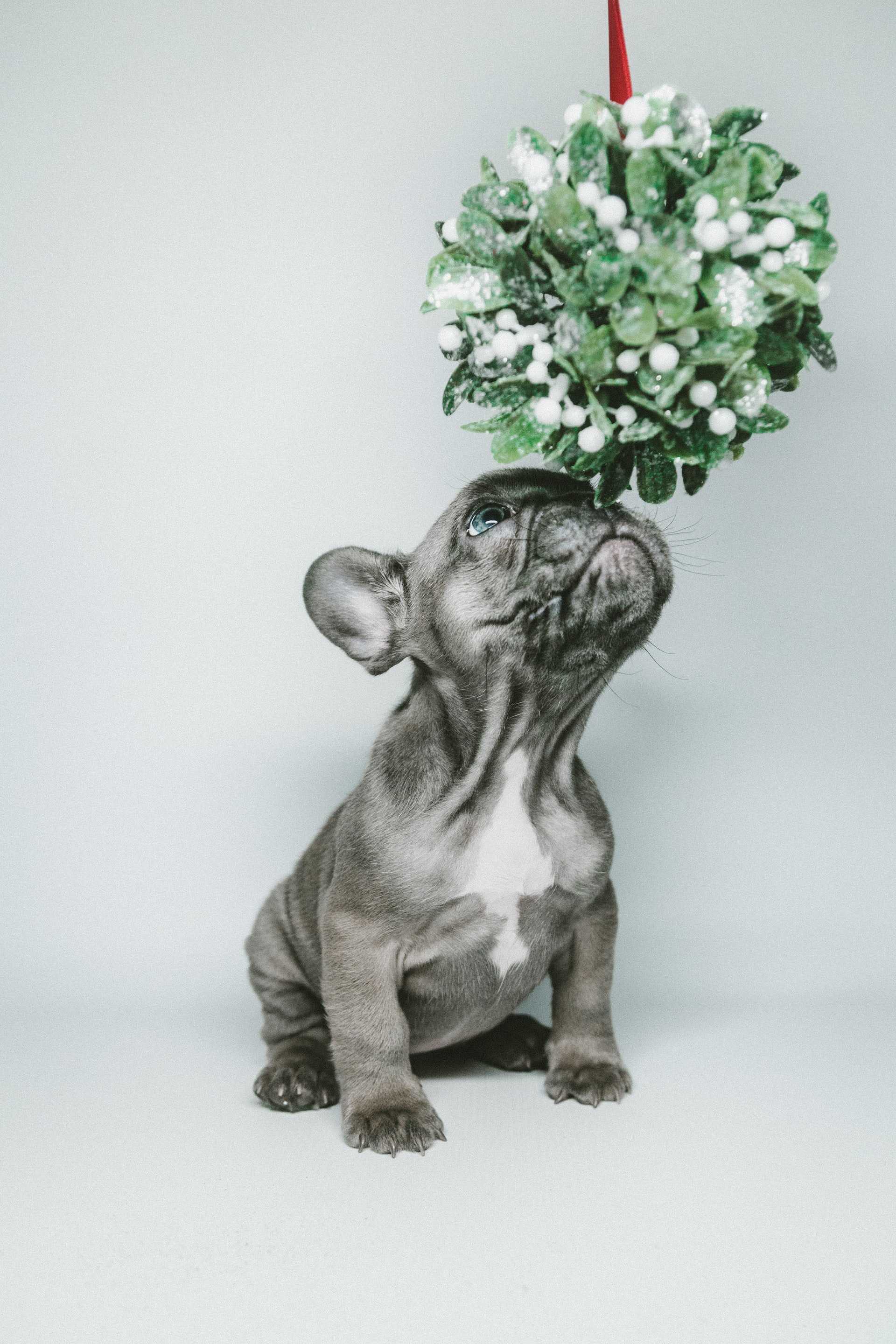 A Cute Dog Smelling Flowers