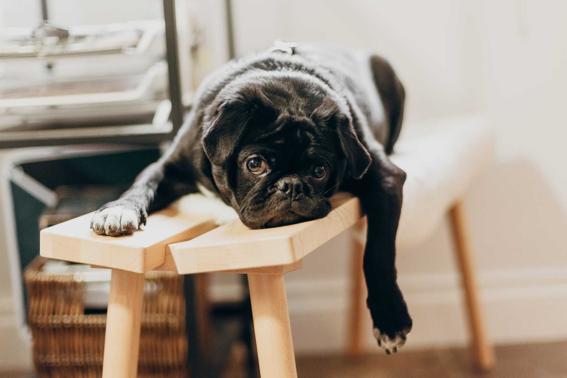 Bored Looking Dog