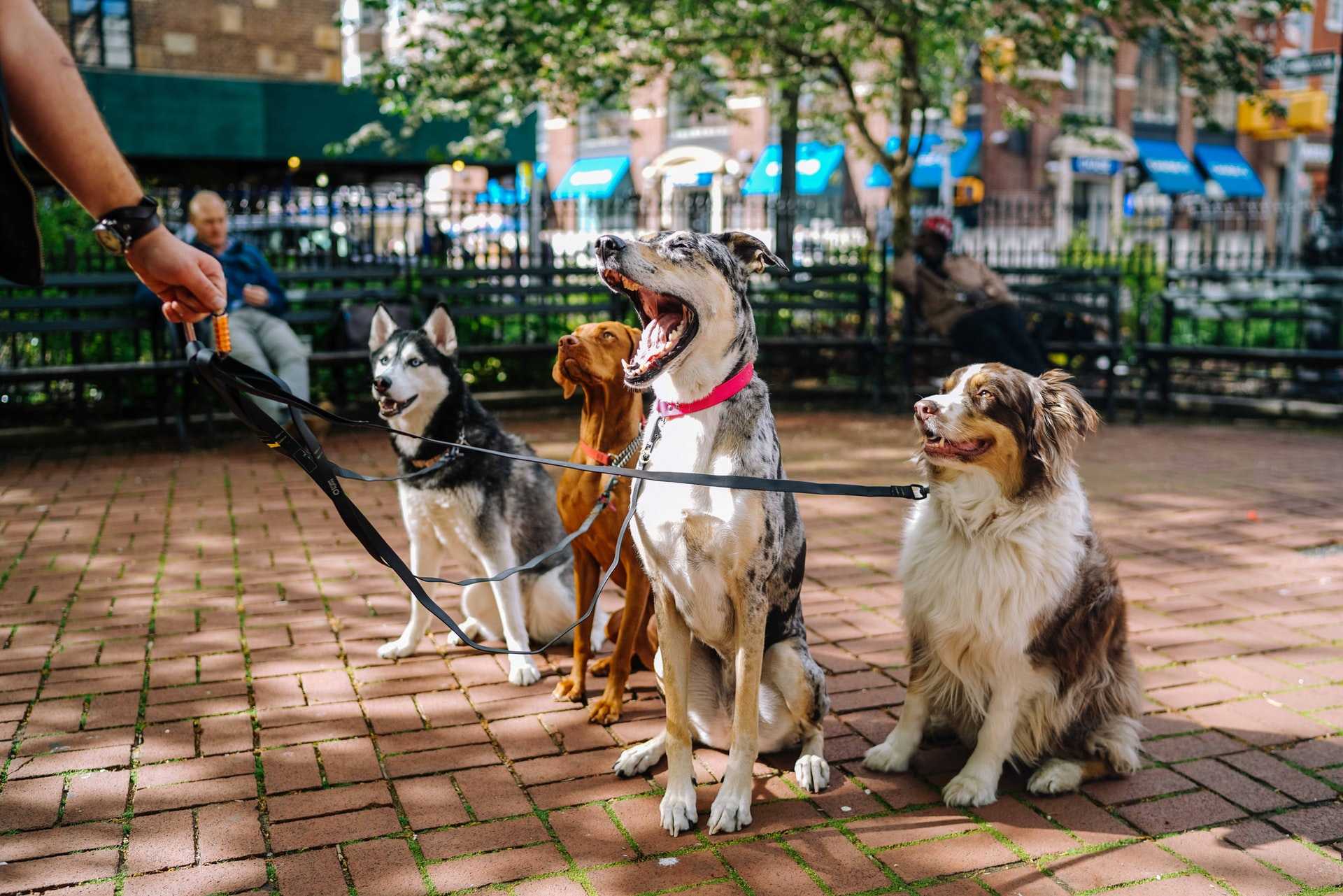 Pets Sitting in Semi-circle Around Pet Trainer