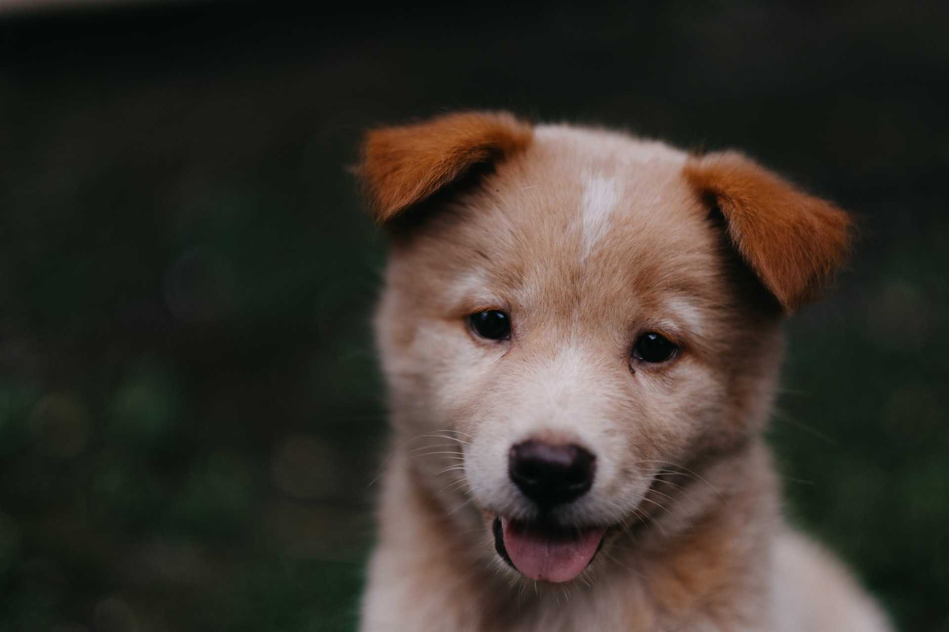 A Puppy Playing