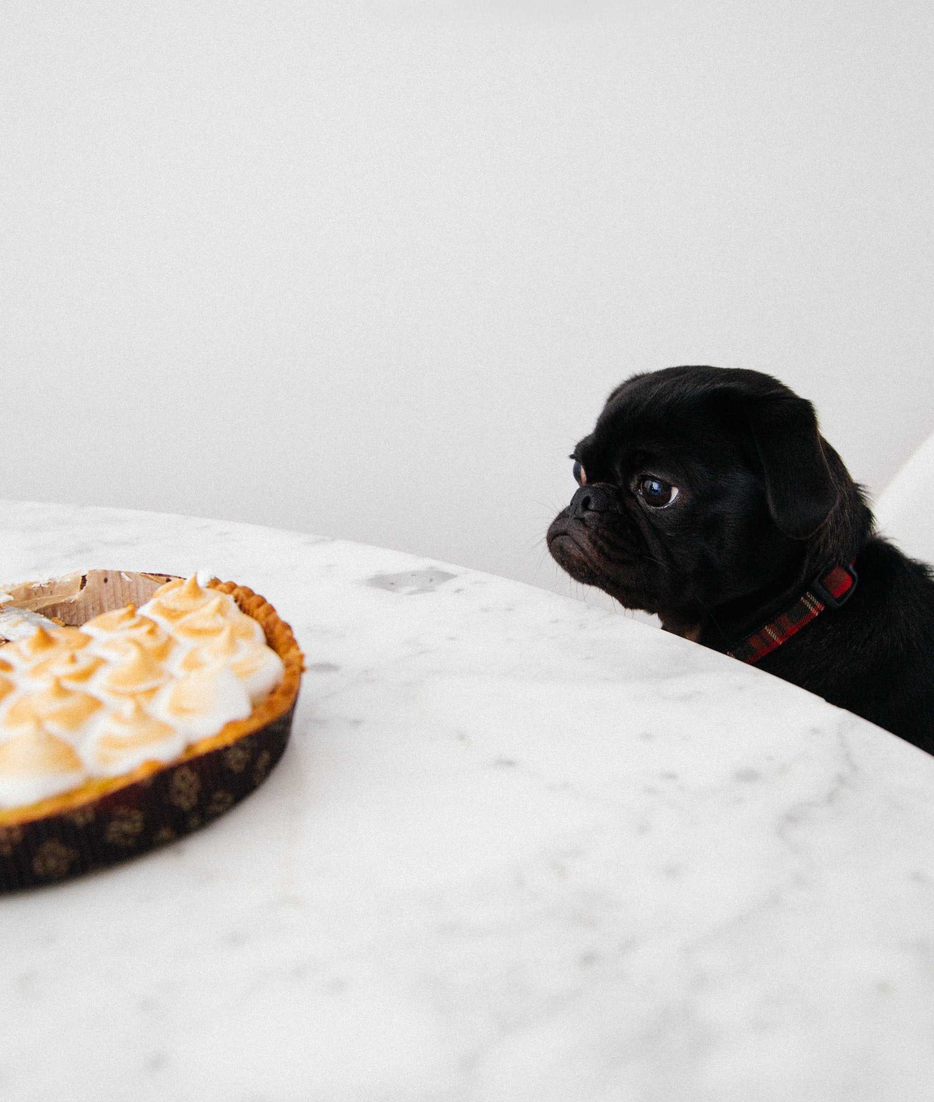 Dog Staring at Pie