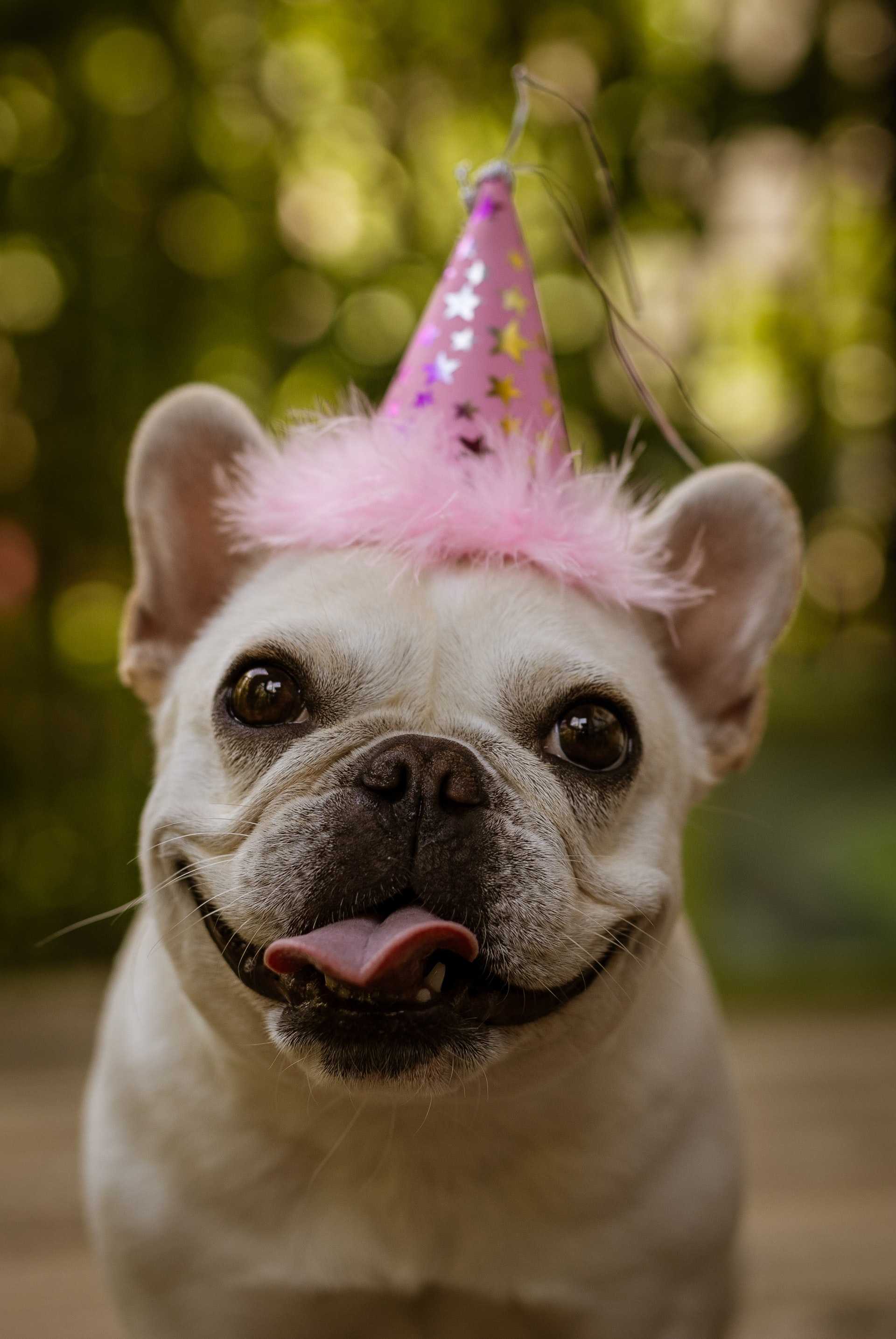 Dog in a Party Hat