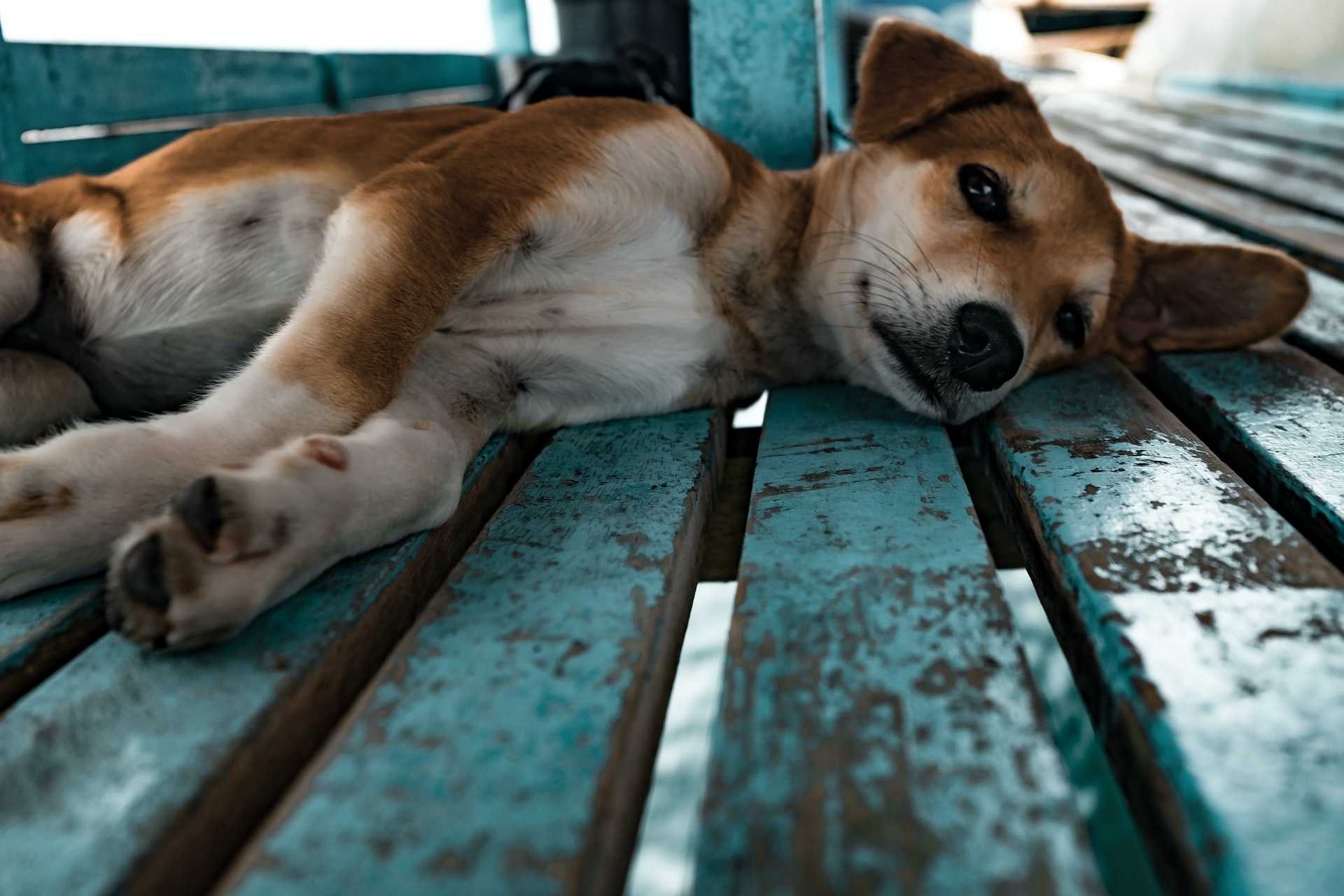 A Dog Looking Lazy