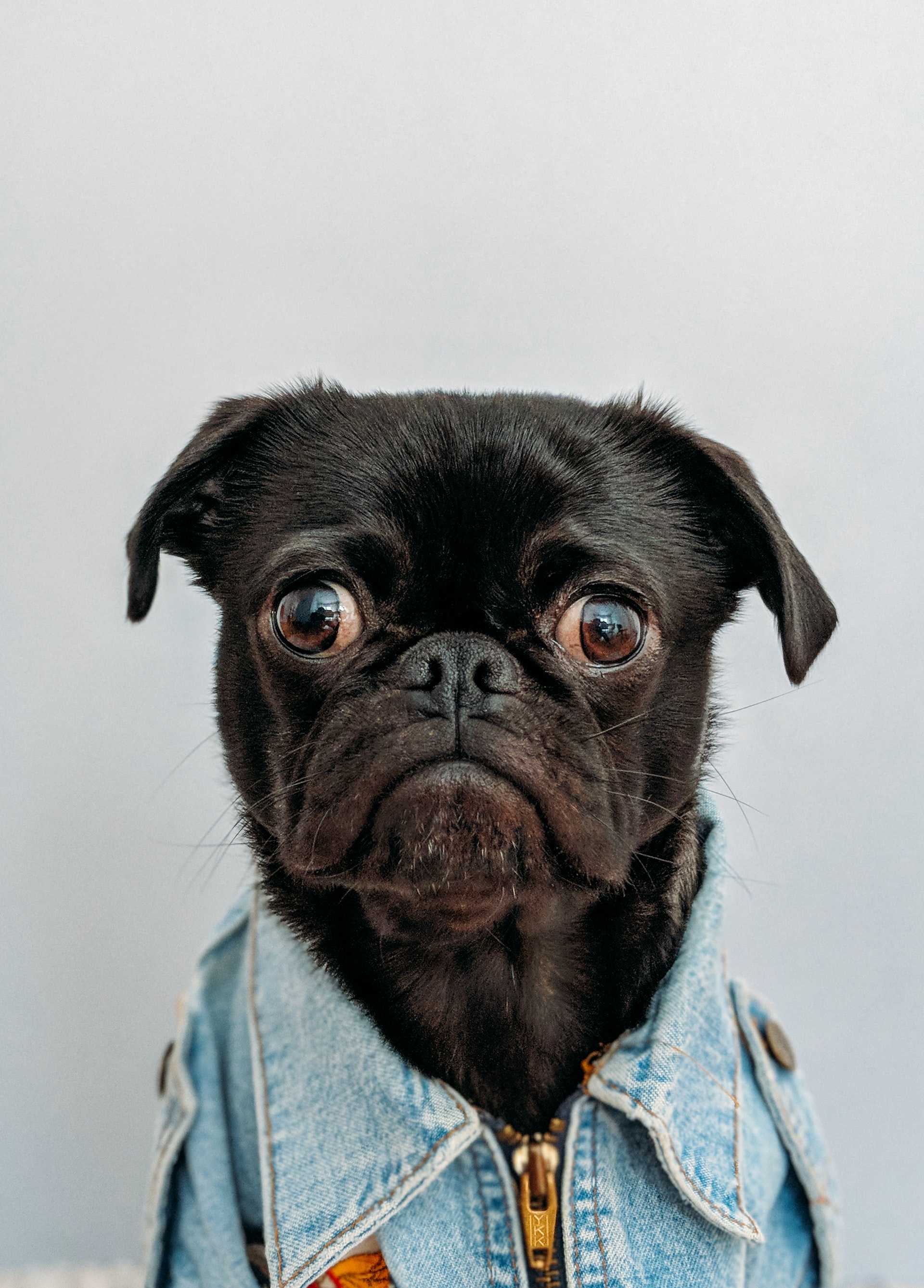 Dog in a Jean Jacket