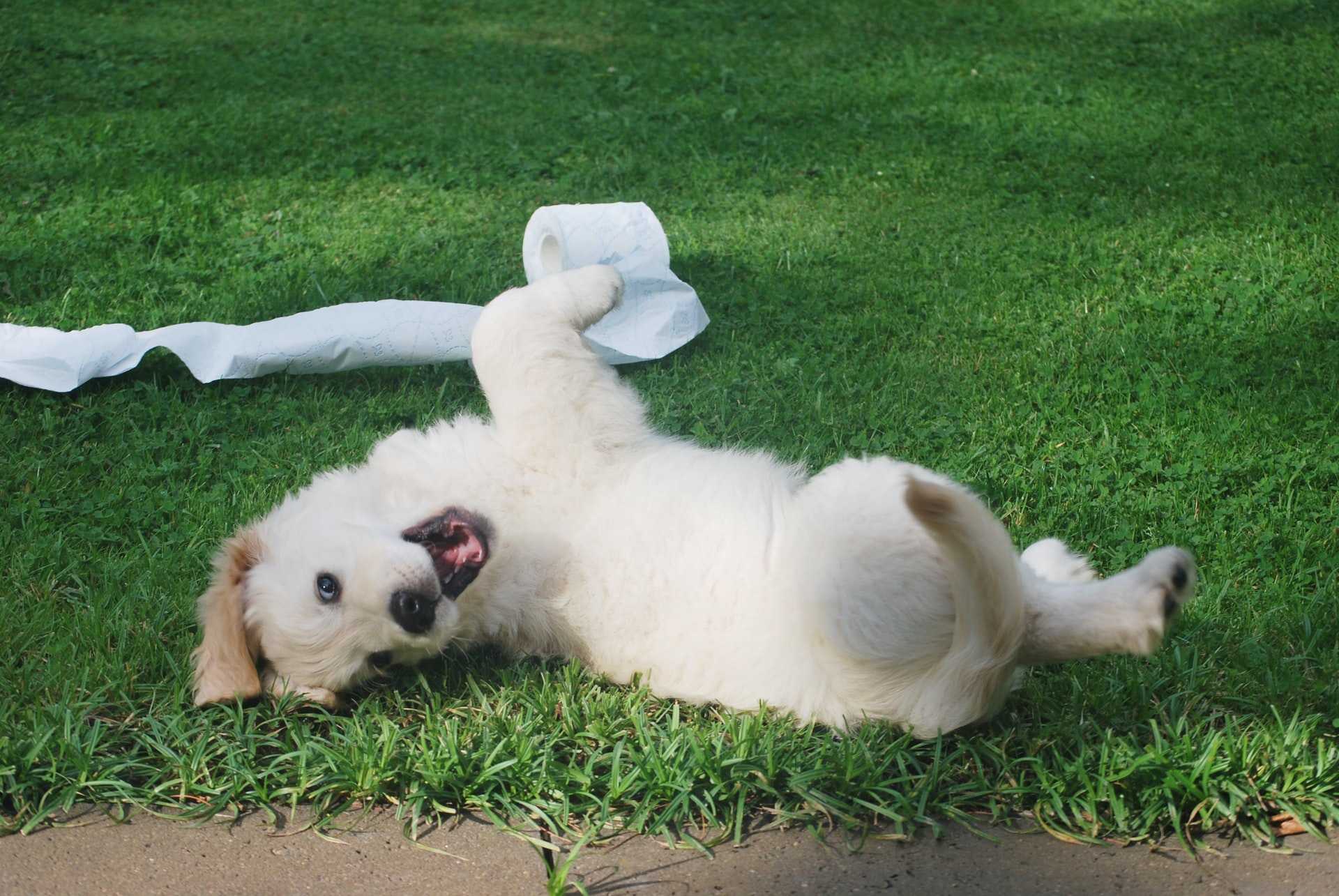 A Puppy Frolicking Outside