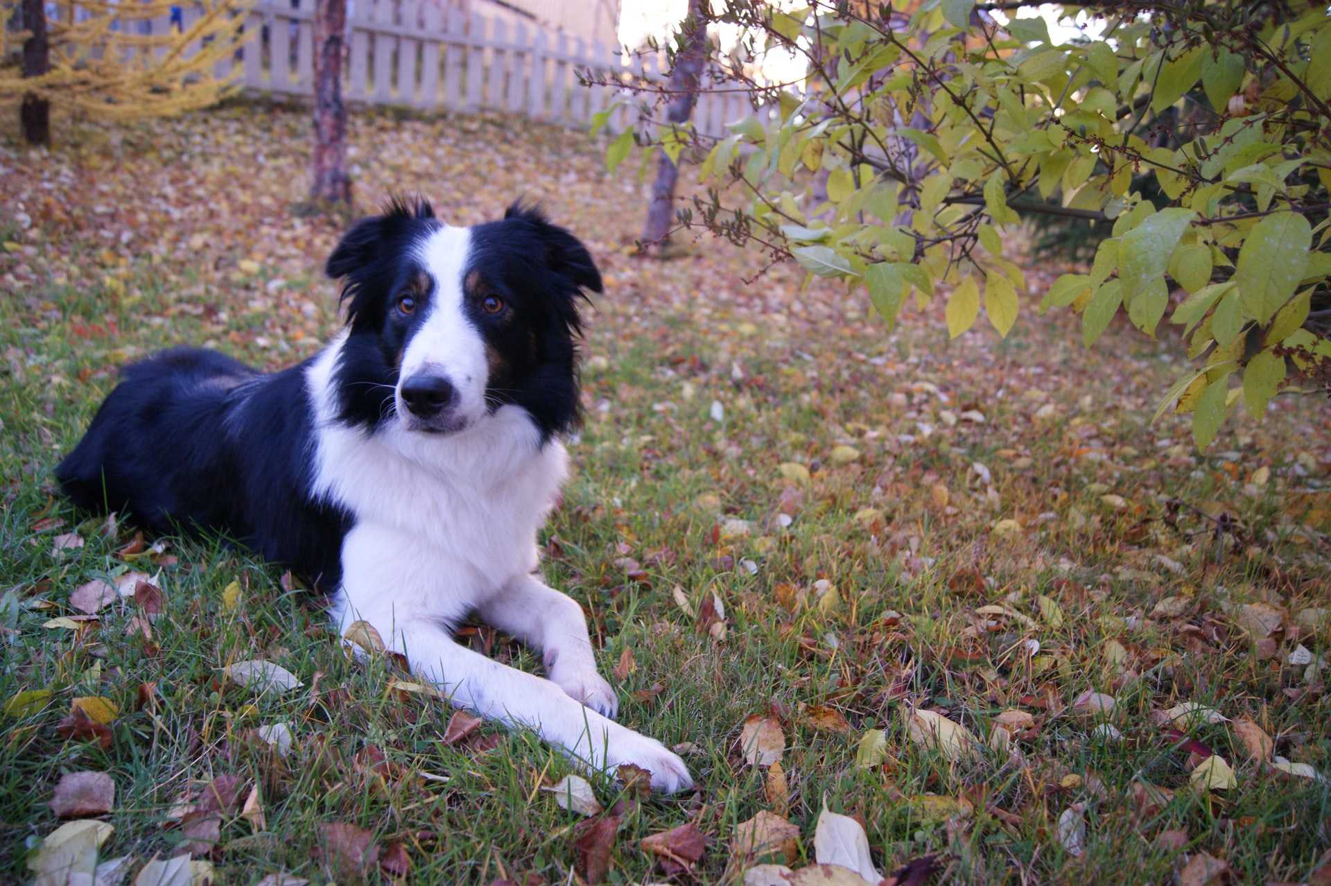 Dog Chilling in Backyard