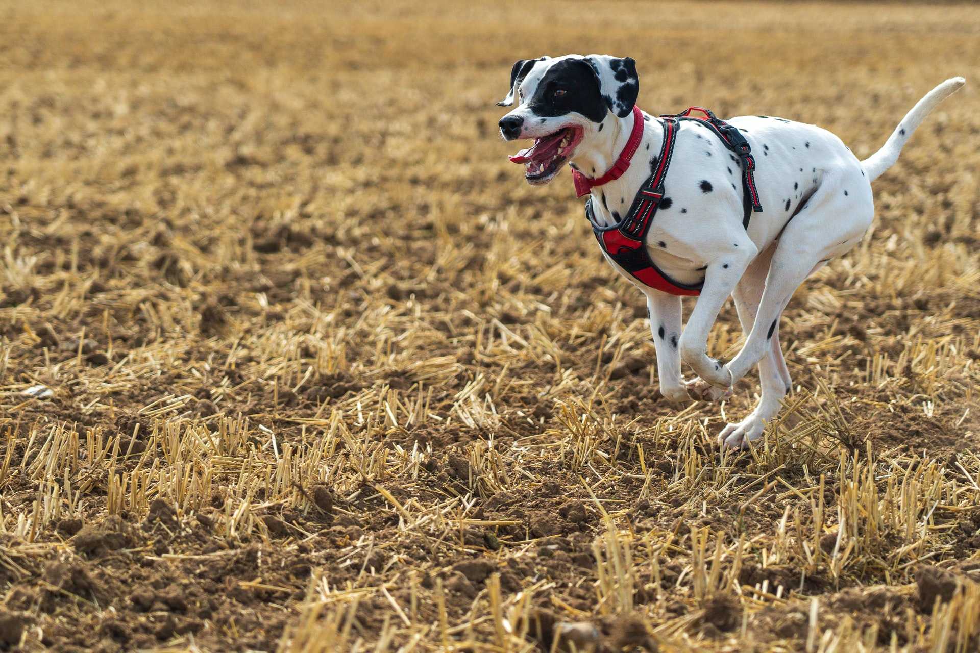 Dog Running